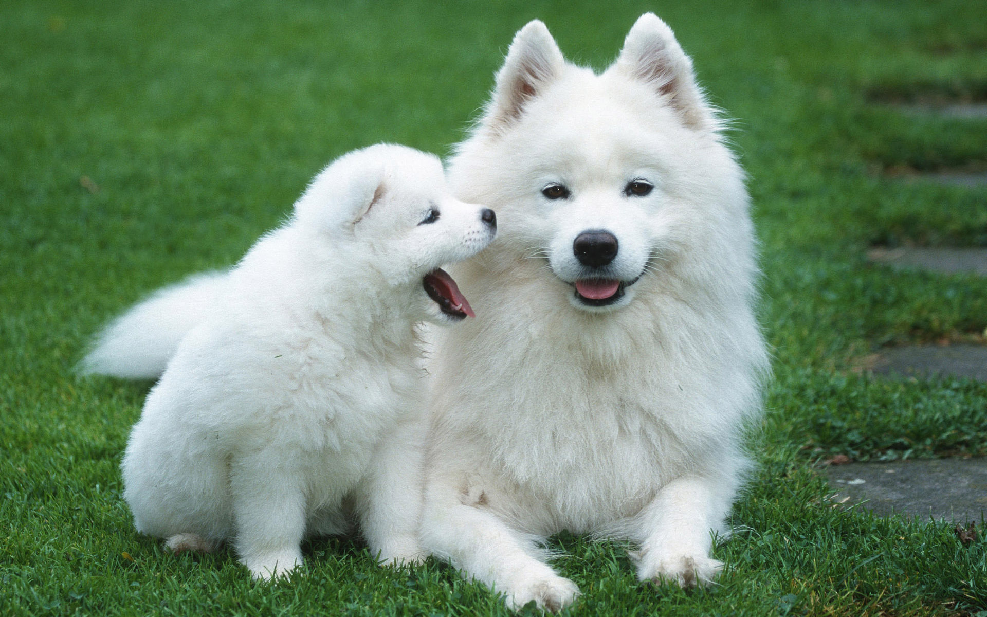 Dog-2