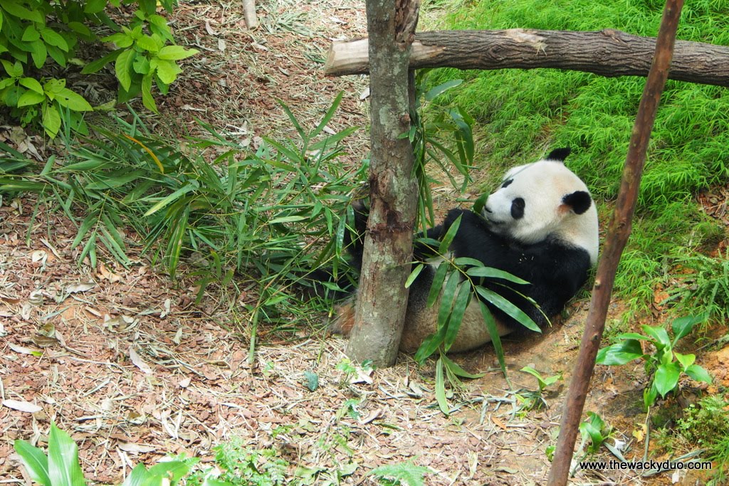 Singapore Zoo 253