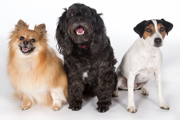 mixed-dogs